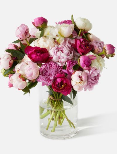 Triple The Grower's Choice Peony-FLRL-T-02459